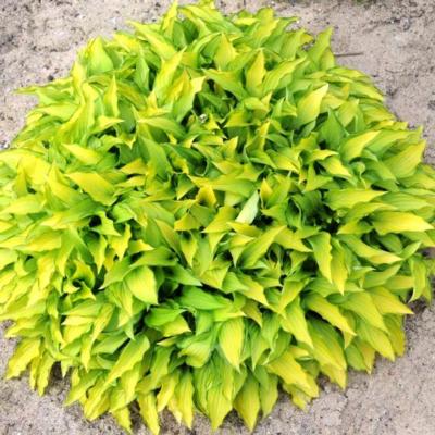 Hosta 'Twist of Lime'